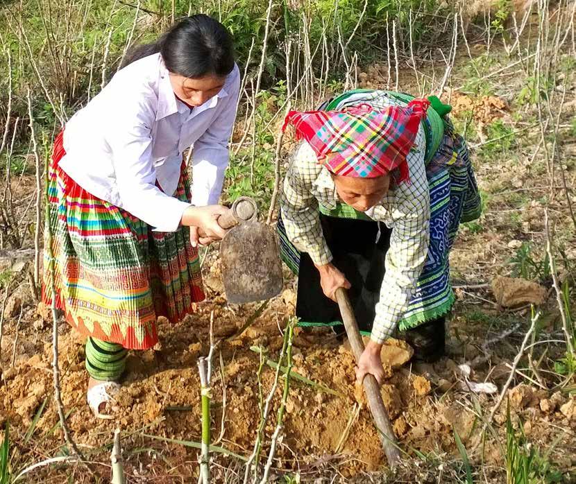 Farmers in Northwest Vietnam prepare for planting at one of three 50-hectare agroforestry demonstration landscapes in the region. Photo by R.