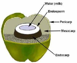 Coconut The One Million Coconut Trees Planting must also follow a structured approach using the FFS in the RTC Opening a plant right in the community Coconut processing plant uses elements