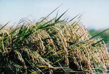 dried, and jam are worth exploring Rice Can be competitive because the potential yield has not been reached if