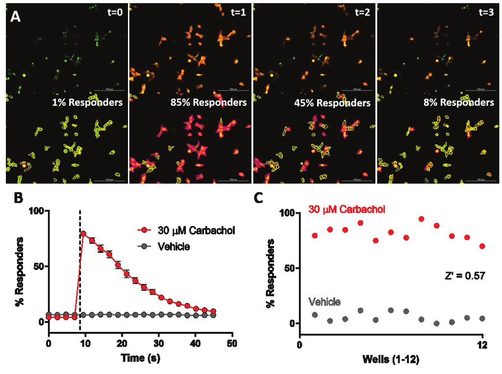Quantifying G q -coupled hm1 Activation by Percent Responder using Dual Masking Gen 5 dual masking was used to determine the number of cells that were activated by addition of 30 µm carbachol.