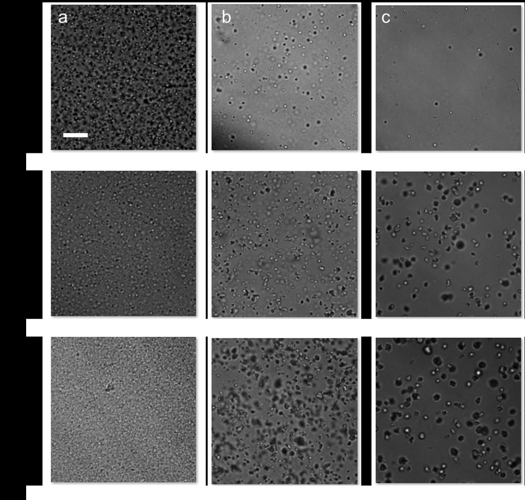 Fig. S2. Time-lapse images of microcolonies from different dilution factors.