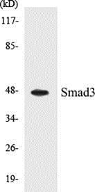 Anti-Smad3 Antibody The Anti-Smad3 Antibody is a rabbit polyclonal antibody. It was tested on Western Blots for specificity. The data in Figure 4 shows that a single protein band was detected.