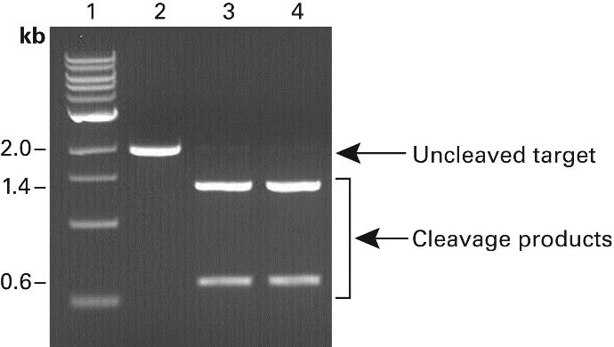 Figure 5. Analysis of cleavage products. An sgrna sequence was synthesized and tested against its target in human chromosome 10.