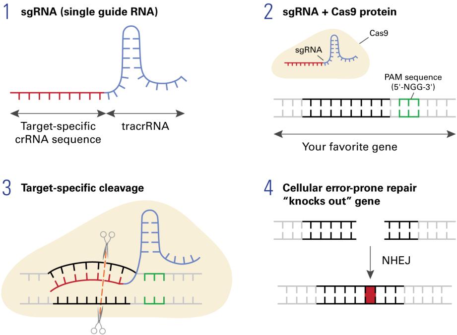 I. Introduction A. Summary Cas9/CRISPR is a breakthrough genome editing technology that permits site-specific cleavage of DNA targets in the genomes of various organisms and mammalian cells.