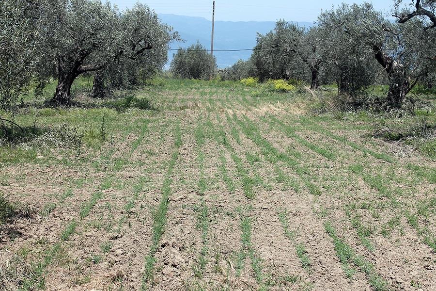 6 Figure 3. Olive trees and chickpea (2 April 2015) 5 Experimental design 5.
