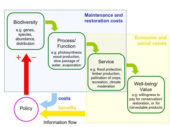 What are Ecosystem Services? Biophysical structure or process e.g.