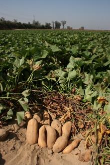 Production over the years California sweetpotato acreage and production continues to increase. In 27, we had the largest number of acres planted since 1959 based on USDA estimates.