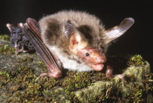 1. Introduction This document is intended as an introduction for owners of woodlands in which Bechstein s bats are present, or for those who wish to enhance their site for this species.