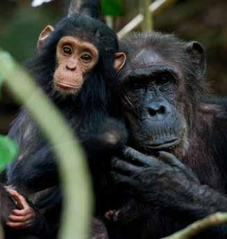 While their numbers are spread across some 22 countries in central and western Africa, approximately 77 percent of remaining chimpanzee populations live in the Congo Basin rainforest, which spans