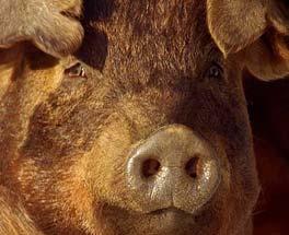 HISTORY OF THE DUROC BREED Durocs are red pigs with drooping ears. They are the second most recorded breed of swine in the United States today, and a major breed in many other countries.