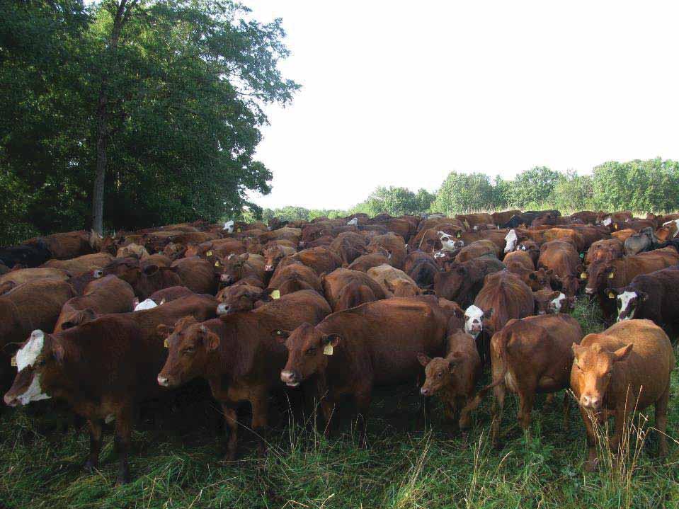 Cattle mobbed