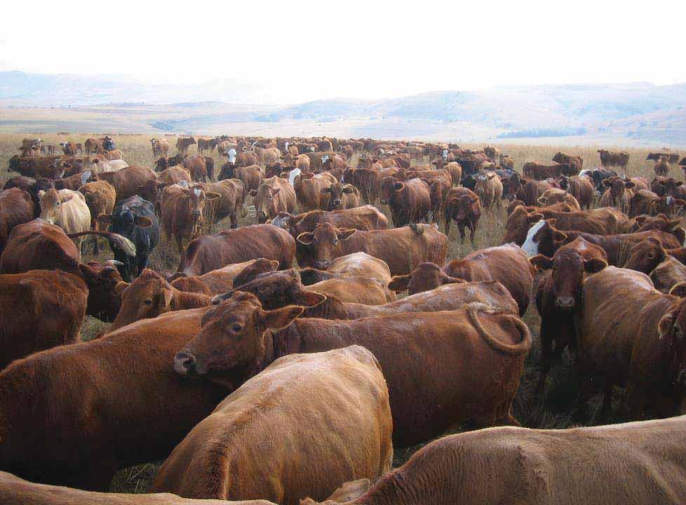 False Beliefs Animals cannot Fatten in big Herds Short Grass Fat Cattle
