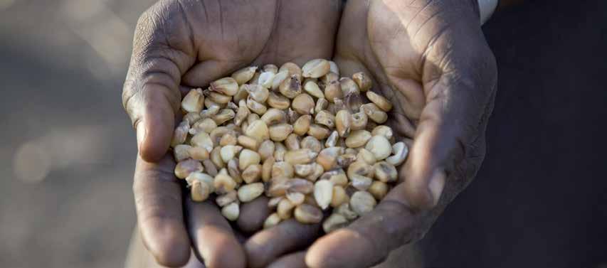Over the past few decades, multinational corporations have taken increasing control over seeds.