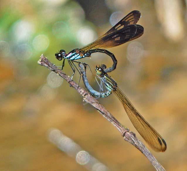 Odonata from Sungai Sii & Ulu Moh, Borneo, Malaysia Vestalis atropha Lieftinck, 1965 S1 1P, 11 vii 2014, OU; 1P, 12 vii 2014, NP; 1P, 16 vii 2014, OU & LU. S2 1P, 12 vii 2014, RD; 1P, 12 vii 2014, OU.