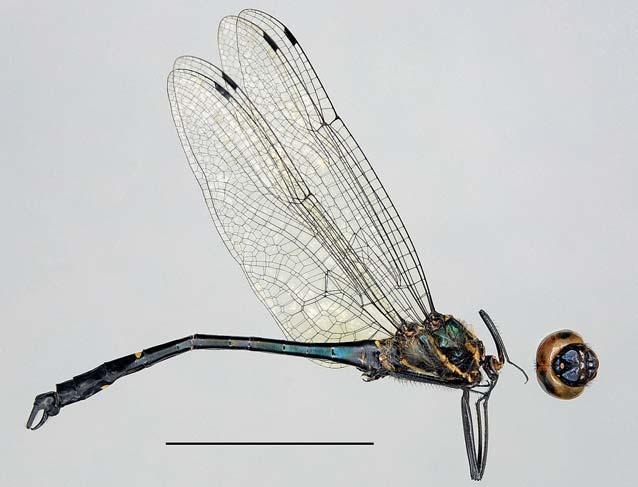Odonata from Sungai Sii & Ulu Moh, Borneo, Malaysia Figure 20. Macromia corycia male. Scale bar 20mm. Photograph by Rory Dow. Macromiidae Macromia cydippe Laidlaw, 1922 S1 1P, 17 vii 2014, RN.
