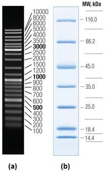 29 Slika 6: DNA in proteinski elektroforezni standardi. (a)»generuler DNA Ladder Mix«na 1 % agaroznem gelu z velikostmi standardo v bp.