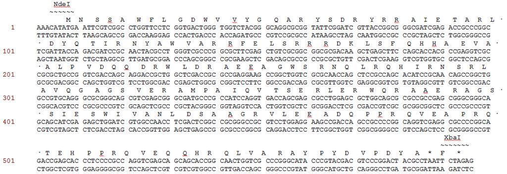 50 Slika 10: Nukleotidno in aminokislinsko zaporedje SACE_5599-HA. 4.1.3 Pridobitev konjugant S.