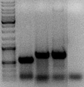 51 4.1.4 Preverjanje uspešnosti konjugacije s PCR na osnovi kolonij Za vse izbrane neodvisne konjugante S.
