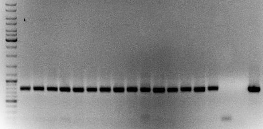 54 L 1 2 3 4 5 6 7 8 9 10 11 12 13 14 15 wt + 3000 bp 1000 bp 500 bp Slika 13: Preverjanje mesta vstavitve konstrukta s PCR reakcijo na osnovi kolonije z erme*-f in HA-tag-R (vzorci ha1.1-1.