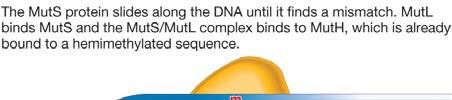 28 DNA methylation used by