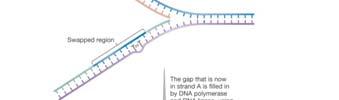 31 Recombination repair repairs DNA with damage in both strands involves recombination with an undamaged molecule in