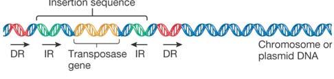 41 Transposable elements segments of DNA that move about