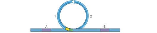 46 F plasmid F factors contain the information for formation of sex pilus attach F + cell to F cell for DNA