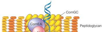 in movement across outer membrane Pilin complex (PilE)