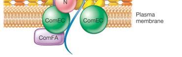 binding protein N is nuclease that degrades one strand ComA