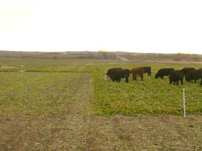 animals into the field), 2) supplement with some kind of roughage material (hay, corn stalks, or wheat straw), and 3) provide access to plentiful water to ensure animal s appetite is not suppressed