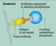 Phage and Sandwich ELISA The phage protein tail fibers are coated on the inside wall of the pipette tip During the capture step, sample is drawn into the pipette tip and conjugation occurs between
