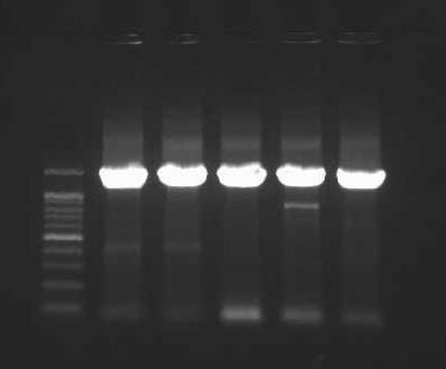 PCR of rbcl in Scutellaria sp. S. strigillosa 1 S. strigillosa 2 S.