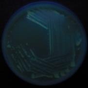 hydrolysed by BAP-producer(s) λ em λ ex Stokes shift 482 nm 522 nm 40 nm E. E. coli S.
