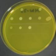 Unpublished results 1 E. coli 11 S. pyogenes 2 K.