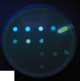 365 NM BAP producers: yellow Non-BAP: blue Unpublished results Organism Organism 1 E. coli 11 S.