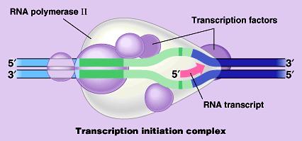 Transcription Factors Initiation complex transcription factors bind to promoter region suite of