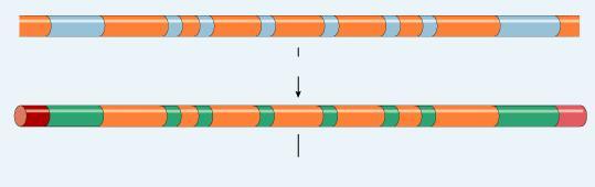 eukaryotic DNA mrna splicing Post-transcriptional processing eukaryotic mrna needs work after transcription primary transcript = pre-mrna mrna splicing primary mrna transcript edit