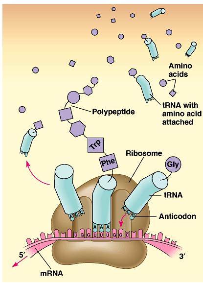 Building a polypeptide Initiation mrna, ribosome subunits,