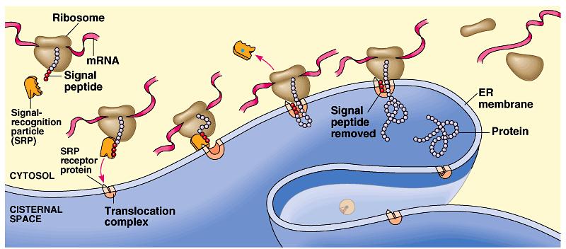 Signal peptide Protein targeting address label Destinations: secretion nucleus