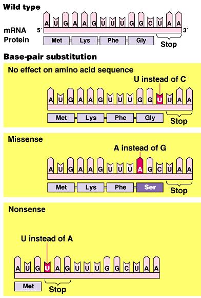 Mutations Point mutations single base change silent mutation no amino acid change redundancy in code