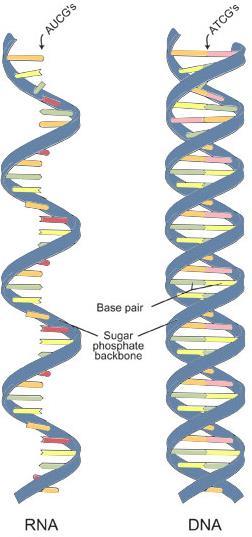 RNA ribose sugar