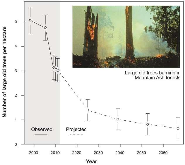 Method 3a Recommendations for protecting Hollowbearing Trees From: New Restoration Forest Management Prescriptions to Conserve Leadbeater s Possum and Rebuild the Cover of Ecologically Mature Forest