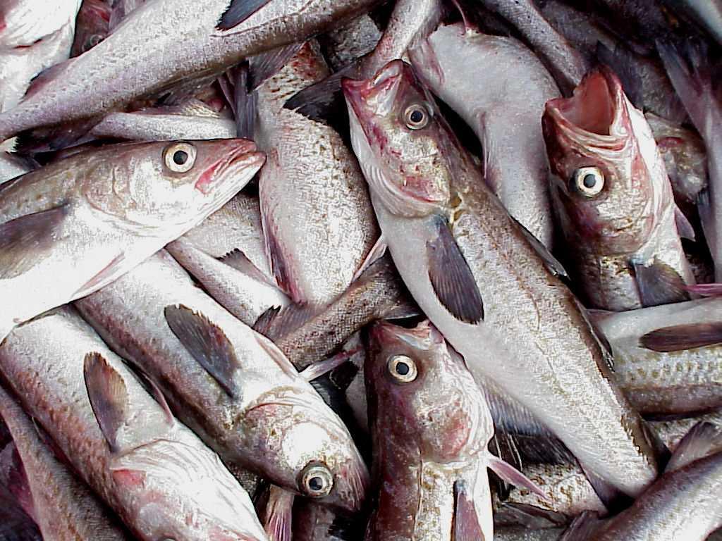 A PROFILE OF THE SOUTH AFRICAN AQUACULTURE MARKET