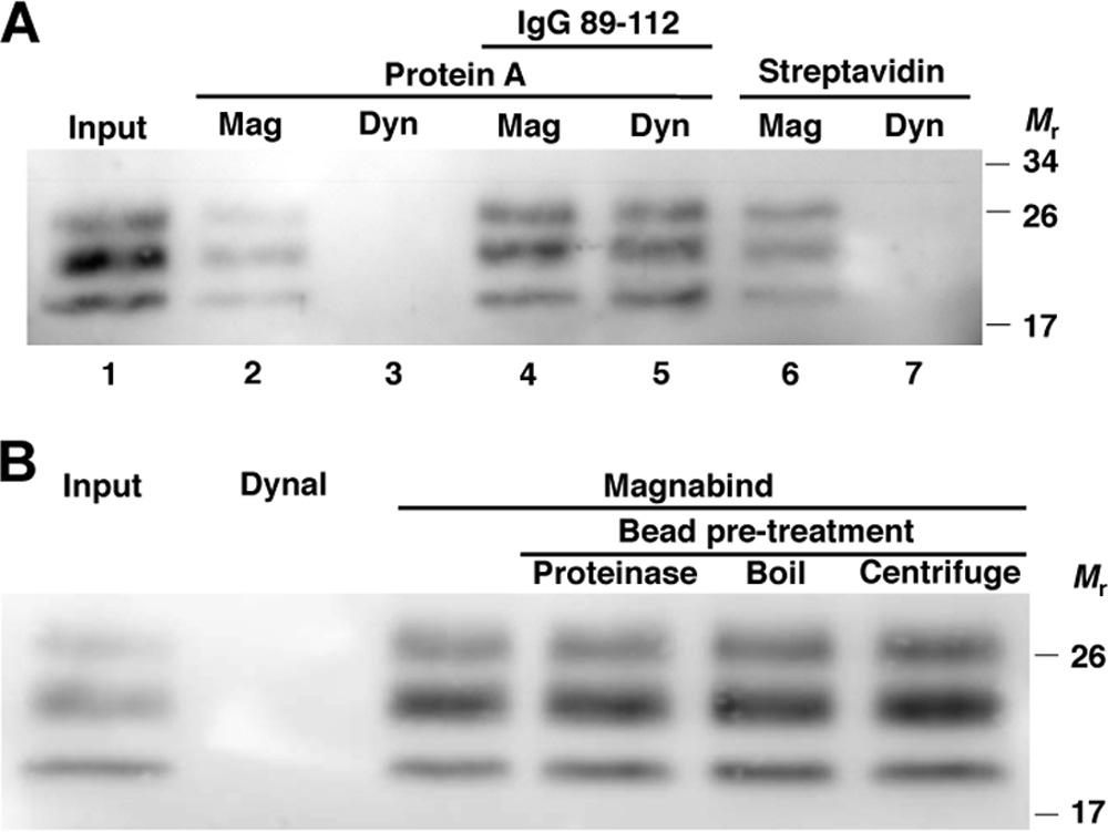2814 MILLER AND SUPATTAPONE J. VIROL. FIG. 1. Binding of PrP Sc to MagnaBind superparamagnetic beads. Bound PrP Sc was detected by proteinase K digestion and anti-prp (6D11) immunoblot.