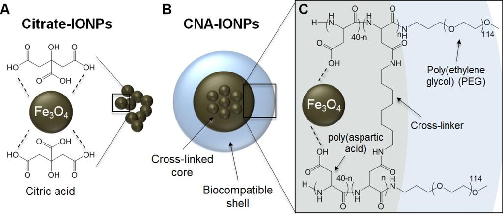 Dan et al. Page 14 Figure 1. Citrate-coated iron oxide nanoparticles (Citrate-IONPs) and cross-linked nanoassemblies entrapping IONPs (CNA-IONPs).