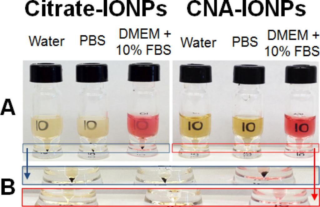 Dan et al. Page 17 Figure 4. Citrate-IONPs and CNA-IONPs in aqueous solutions. (A: Turbidity of sample solutions at 0.