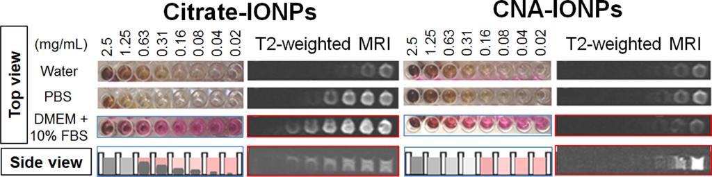 Dan et al. Page 20 Figure 7. Visual images and T2-weighted MRI of Citrate-IONPs and CNA-IONPs.
