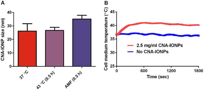 Dan et al. Page 16 Fig. 2. AMF did not change CNA-IONP nanoparticle size but produced hyperthermia.