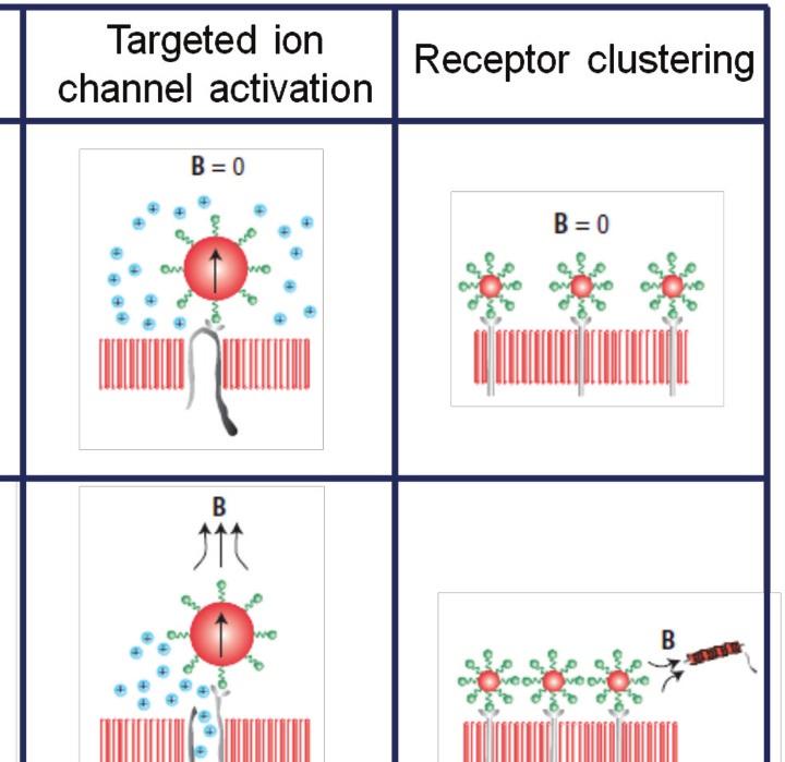A magnetic pulse is applied, followed by a torque being applied to the particle, resulting in a twisting motion. Mechano-sensitive (MS) ion channel activation: large MNPs are attached to the integrin.
