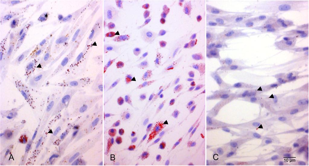 Kolecka et al. BMC Veterinary Research (2017) 13:62 Page 7 of 11 Fig. 5 Red Oil O staining shows red lipid vacuoles (arrows )in(a) Unlabelled ASCs cultured in adipogenic medium.